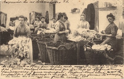 Trieuses de laine