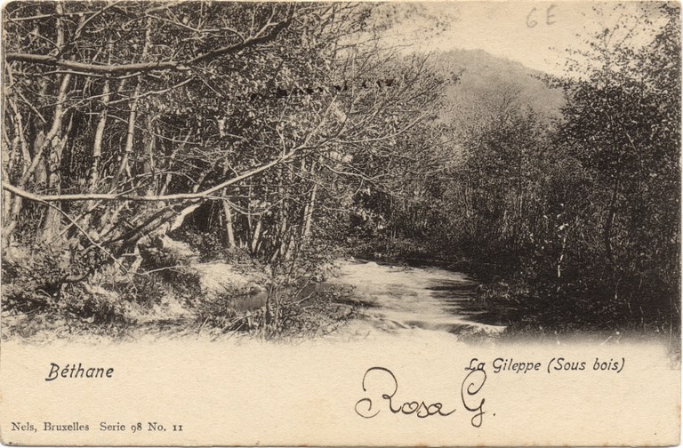 Vue des sous-bois de la Gileppe