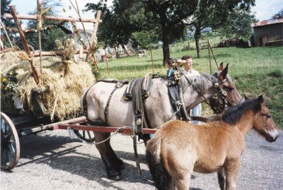 Les chevaux et le foin