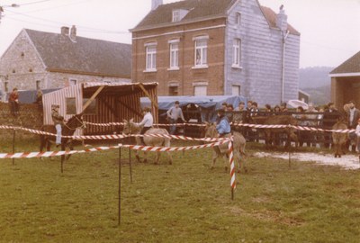 Parcours à dos d'ânes pour les enfants